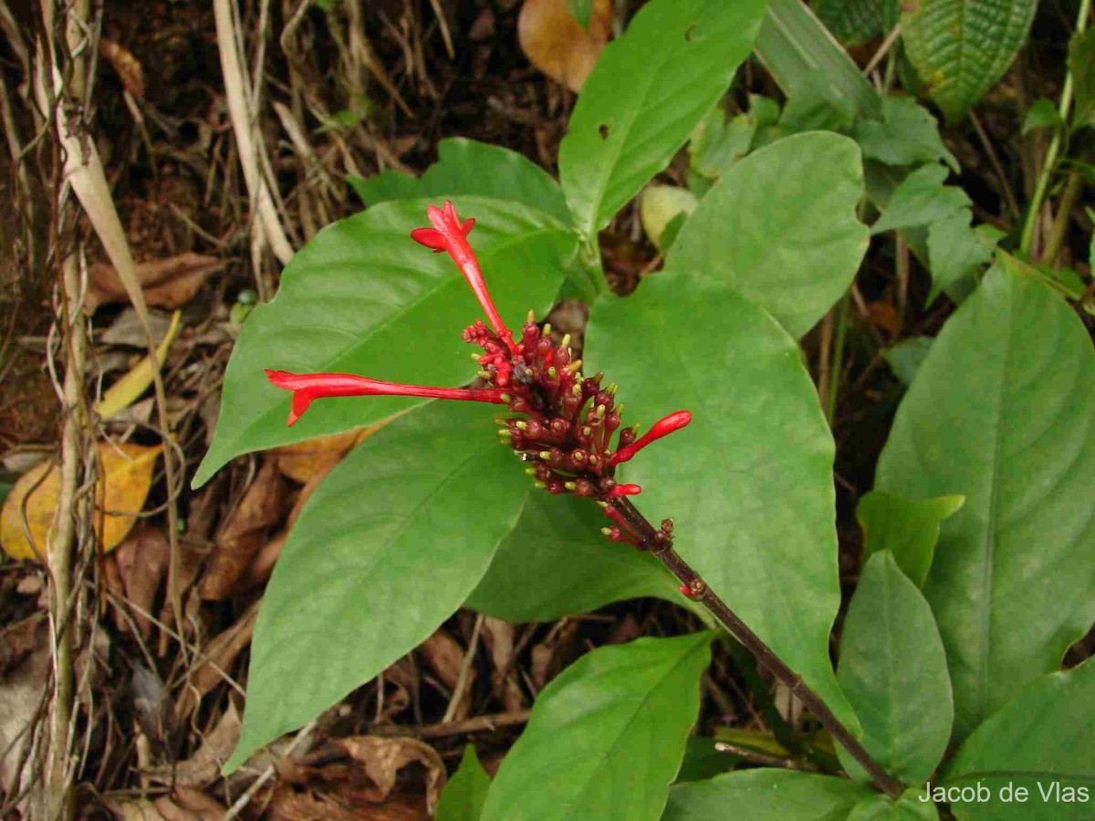 Odontonema tubaeforme (Bertol.) Kuntze